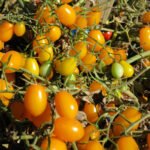 Čeri paradajz "Yellow Grape"