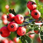 SIRUP ZA SRCE - Image 2