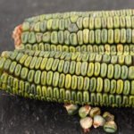 Kukuruz "Oaksaka"