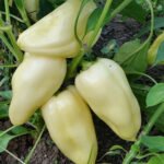 Paprika "Amanda"