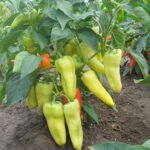 Paprika "Una"